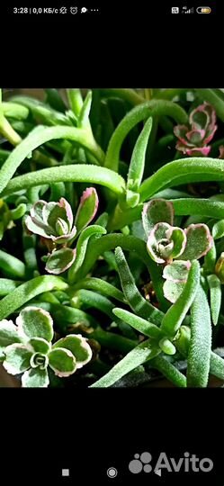 Суккуленты и суккулентные наборчики