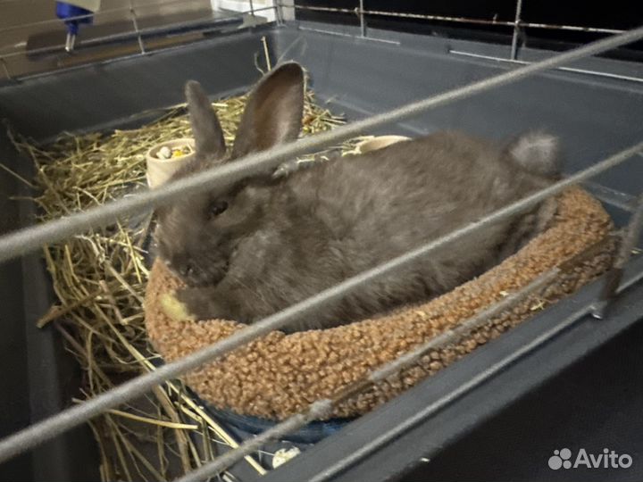 Декоративные кролики