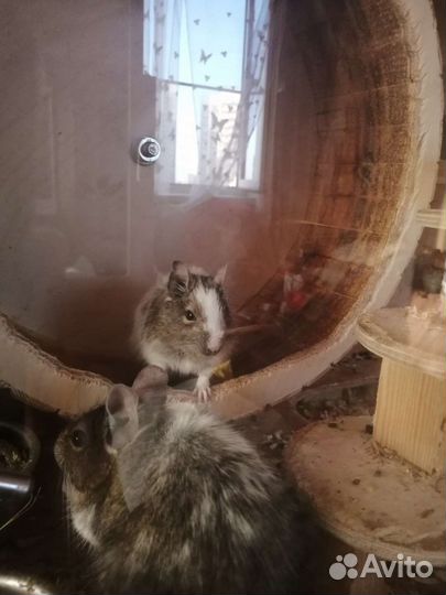 Чилийская белка дегу с клеткой