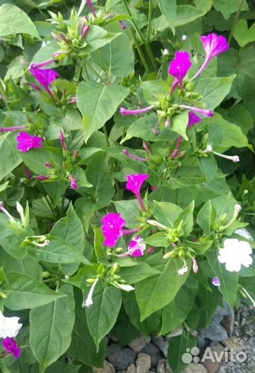 Цветы, семена мирабилис или ночная красавица