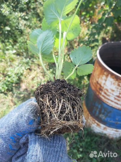 Рассада клубники Липецкая обл