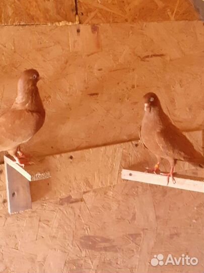 Продажа голубей