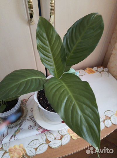 Спатифиллум комнатное растение