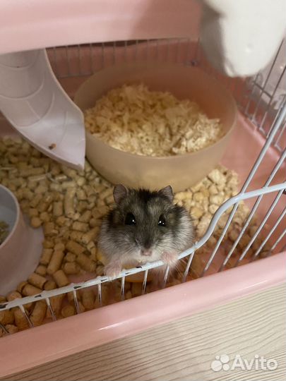 Передержка грызунов, черепах, улиток, ежей