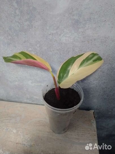 Строманта триколор