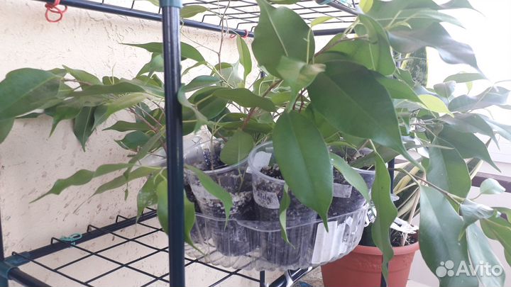 Фикус бенджамина Даниэль