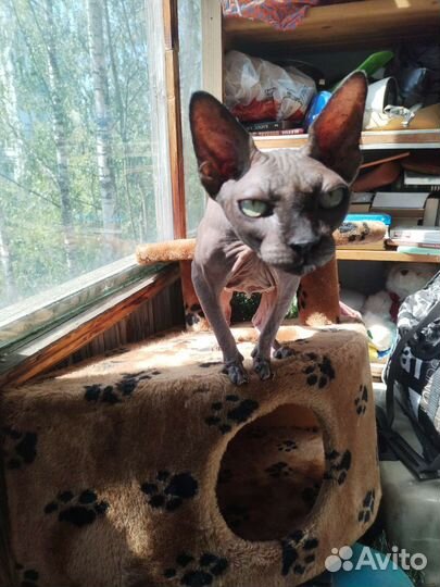 Передержка кошек и котиков