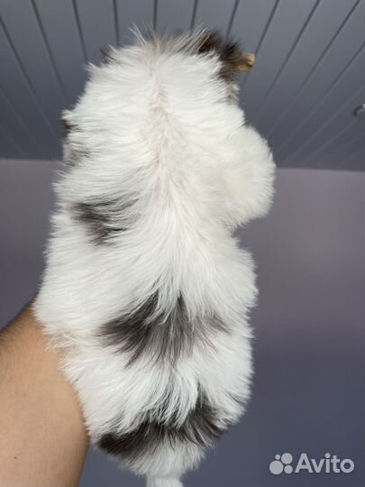 Мини мальчик йорк блюберри