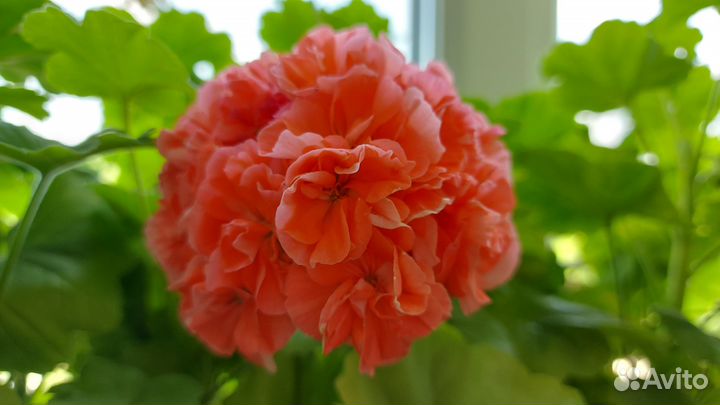 Продам герань