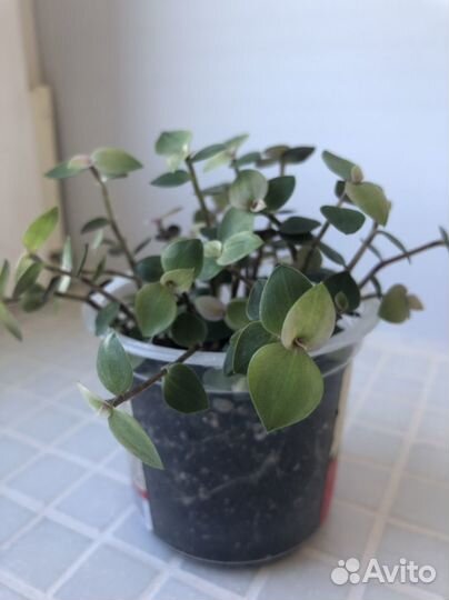 Каллизия 3 сорта + миксы