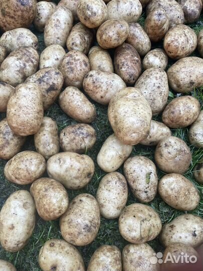 Картофель деревенский