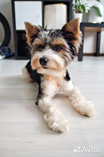 Вязка Бивер-Йорк (кобель)