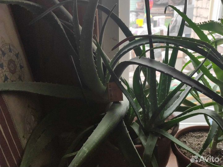 Алоэ Вера, алоэ столетник