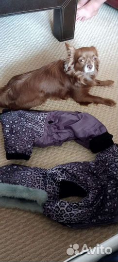 Одежда для животных