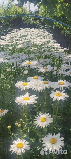 Саженцы ромашка садовая