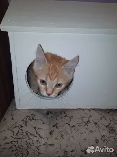 Домик для животного