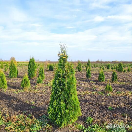 Туя Колоновидная Колумна. Напрямую из питомника
