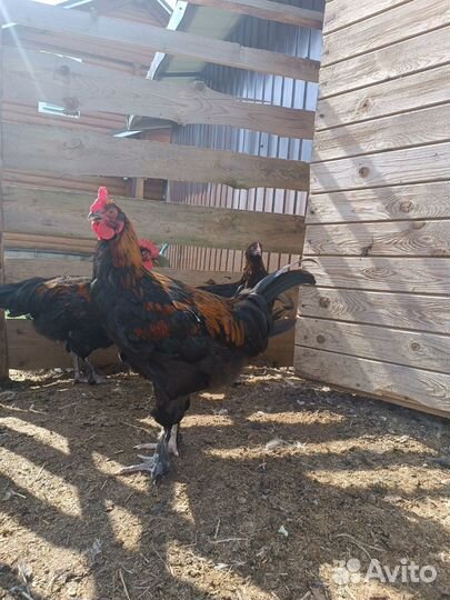 Петушки и куры маран,джерсиискии гигант