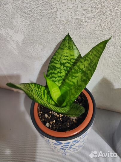 Сансевиерия ханни зебра