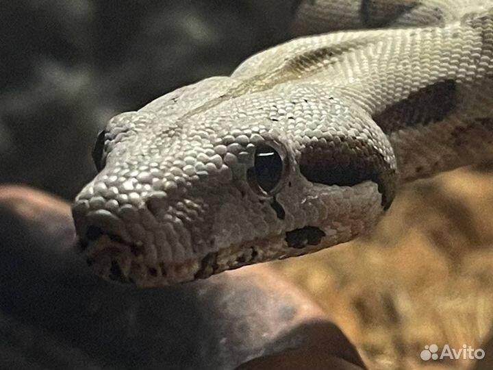 Змея императорский удав