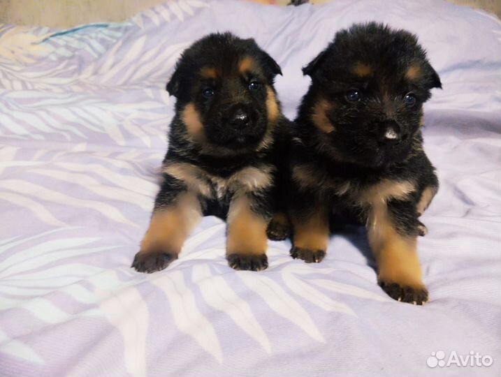 Немецкая овчарка