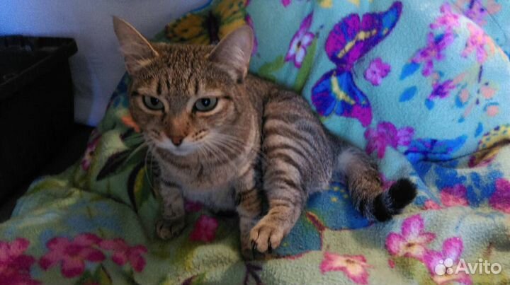 Кошечка Сара