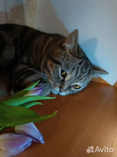 Кот -случка