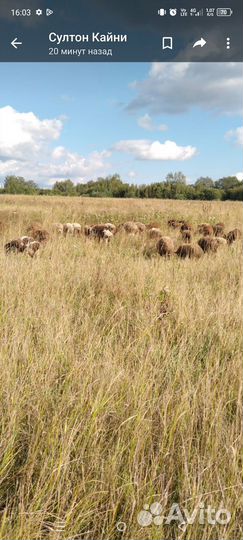 Овцы бараны ягнята оптом