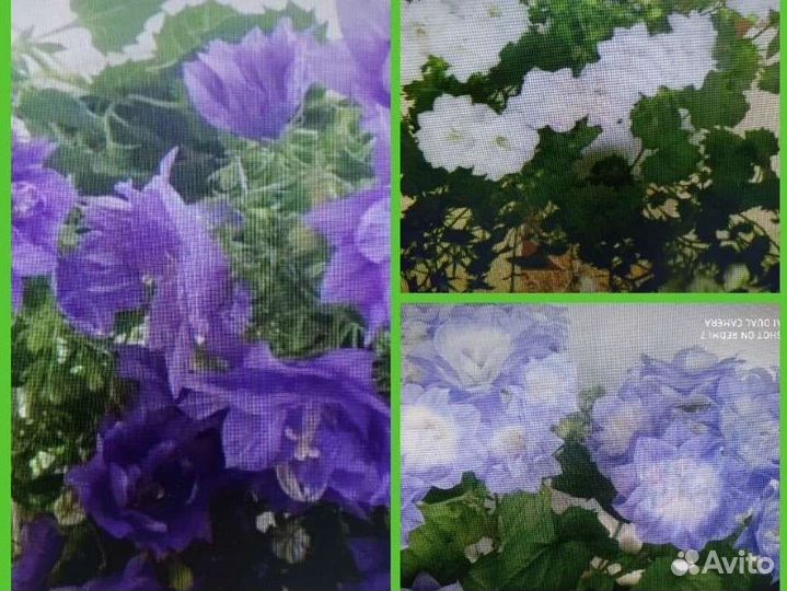 Кампанула жених и невеста