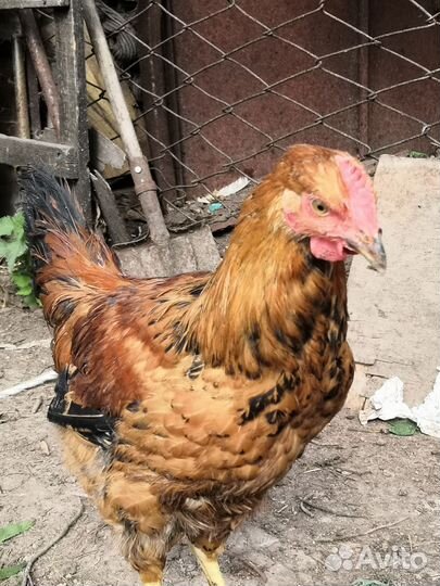 Петушки кучинские