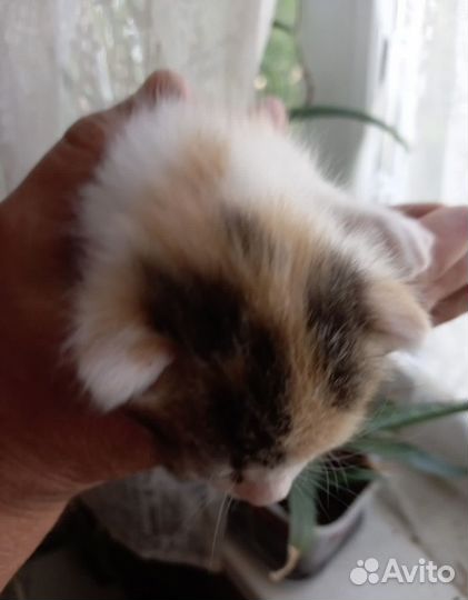 Котята в добрые руки бесплатно