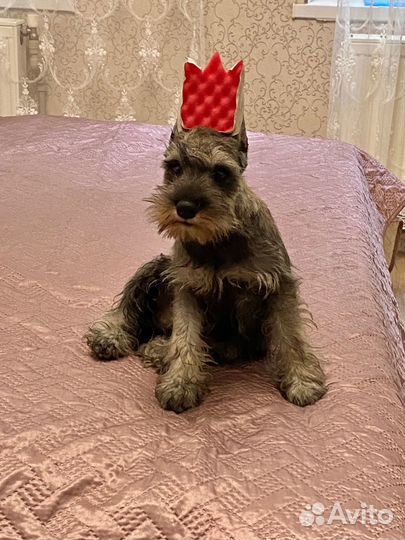 Цвергшнауцер щенки