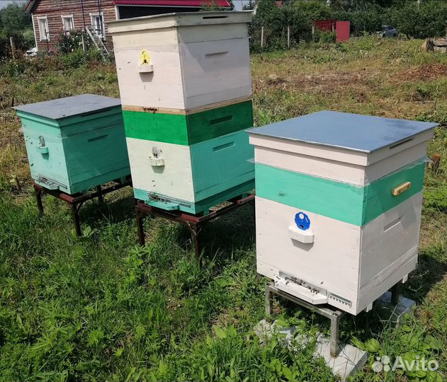 Продам пчелосемьи