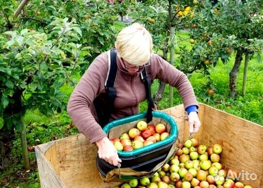Сборщик на вахту