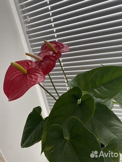 Комнатные цветы антуриум