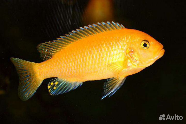 Малавийские цихлиды и корма