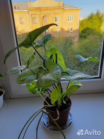 Комнатные цветы