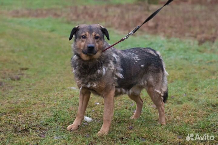 Отдам в добрые руки