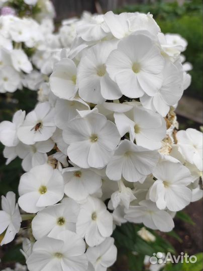 Флокс метельчатый