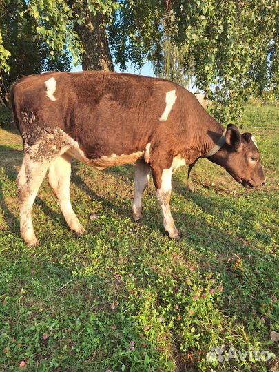 Продам телочку 20.05.2024
