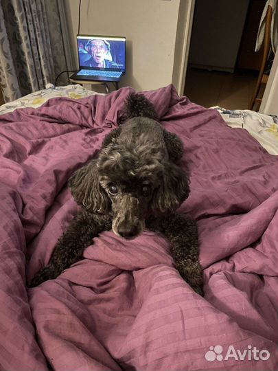 Вязка пудель кобель