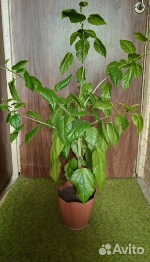 Китайская роза высотой 1 м с бутонами