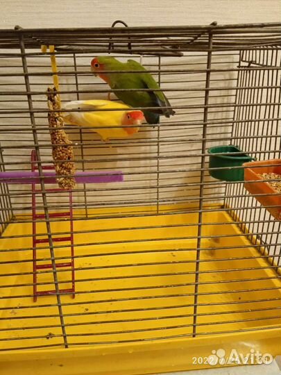 Попугай неразлучники