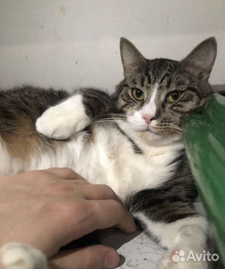 Зоопсихолог/Фелинолог для кошек