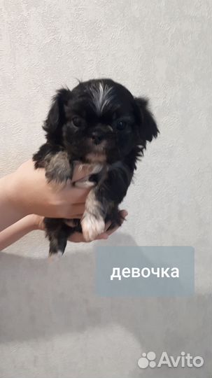 Щенки пекинеса