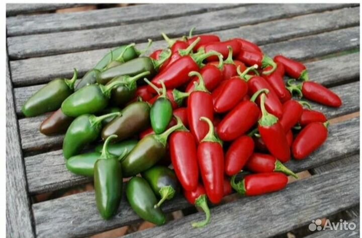 Рассада острого перца