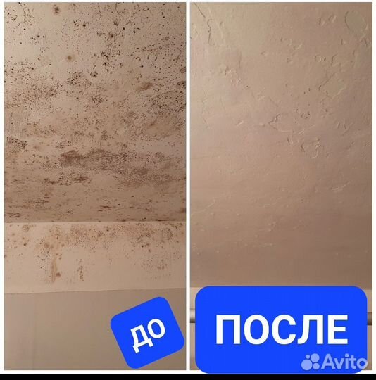 Дезинфекция уничтожение плесени