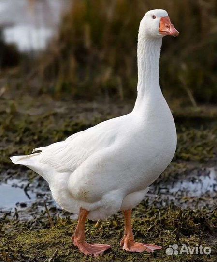 Продаются гуси