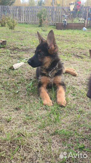 Немецкая овчарка детки с РКФ и без