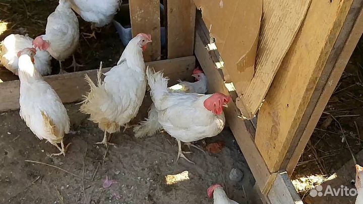 Куры несушки